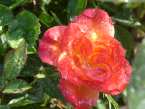 roses irish grown pot grown bare root mail order scented david austin ireland mail order garden centre